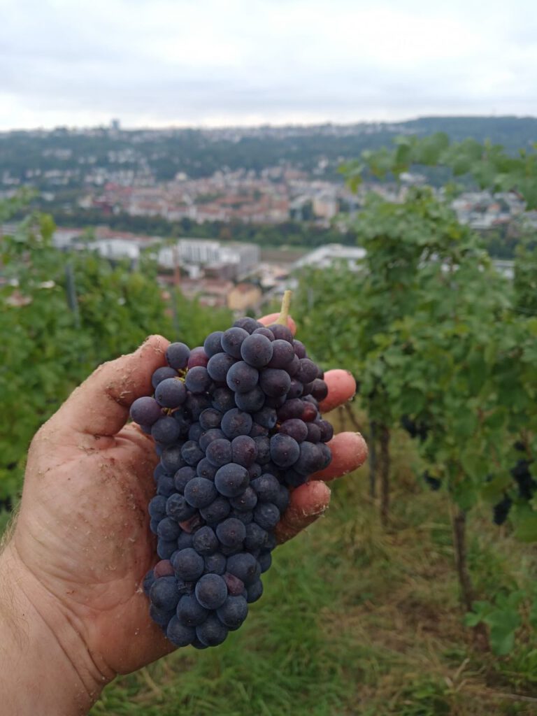 Banzhaf-Maulick-Feinkost-Esslinger-Weinberge-Maulick-Trauben